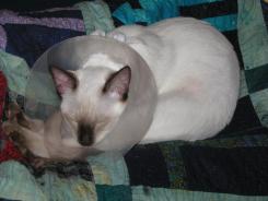 more kittens